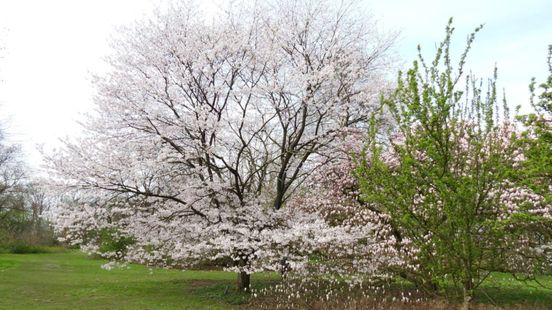 Vroege start van het bloesemseizoen door 'bizar hoge temperaturen'