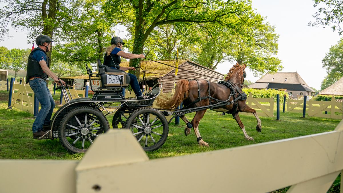Kijk live naar EK mennen in Exloo: vaardigheidswedstrijd