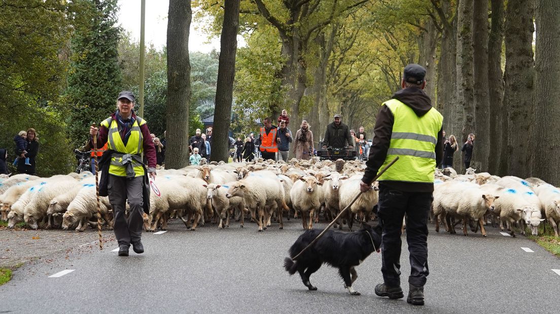 De schaapskudde onderweg naar het winterverblijf (Rechten: Persbureau Meter)