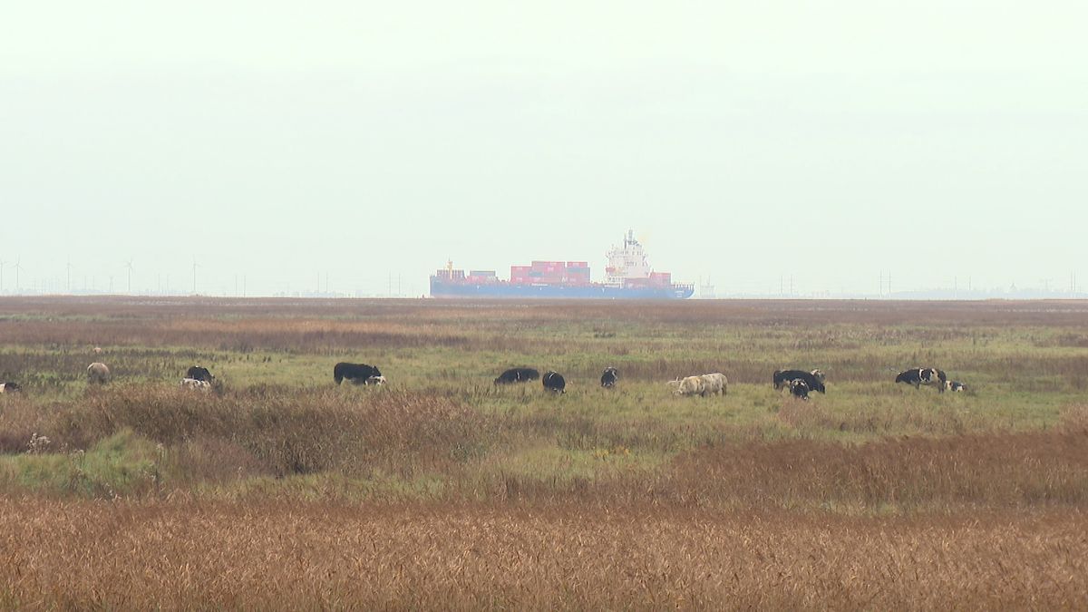 Provincie steekt de komende vijf jaar driekwart miljoen in 'PFAS-grazers'