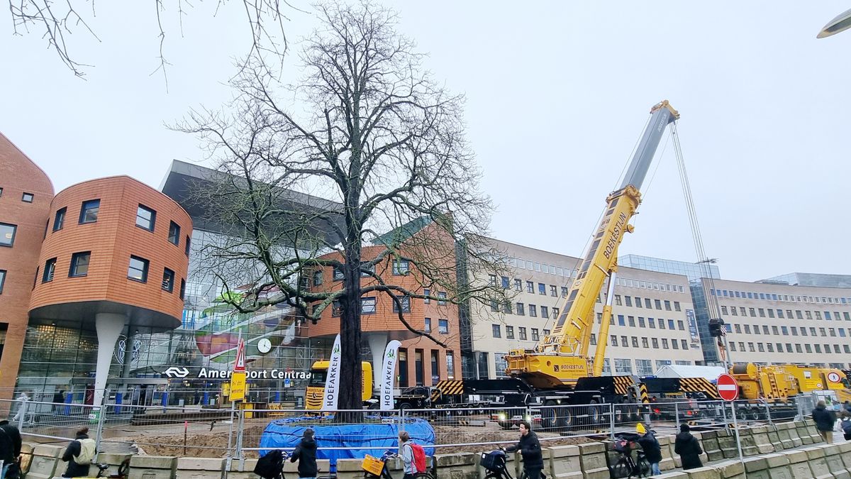 Karakteristieke kastanjeboom Amersfoort verplaatst naar nieuwe plek