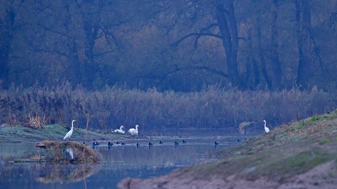 Vandaag staat de Millingerwaard op het (ochtend)programma. De Millingerwaard is een geweldig natuurgebied in de Ooijpolder waar de natuur zijn gang mag gaan. En nog een groot voordeel; je mag overal komen en lopen. Wij waren er met het allereerste licht om een slaapplaats van ganzen te fotograferen, maar ook zilverreigers, konikpaarden, galloways en zelfs een bever zouden op het menu kunnen staan.