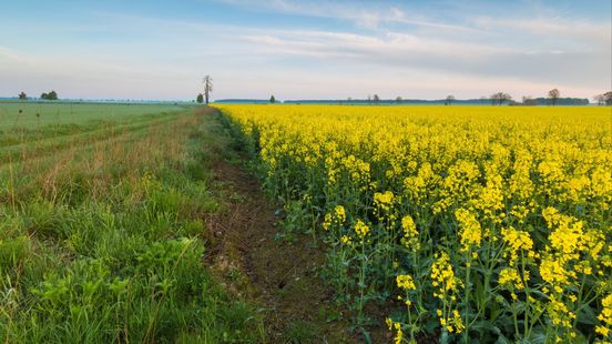 Van aardappel naar kikkererwt? Droogte kan de Gelderse akker veranderen