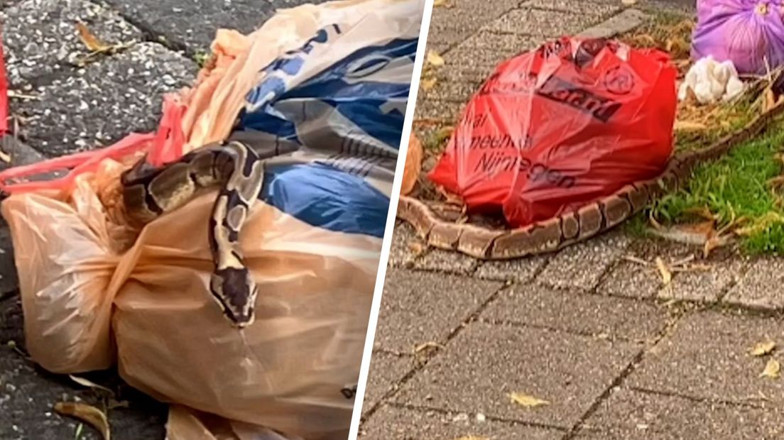 De slang vlak voordat hij werd meegenomen.