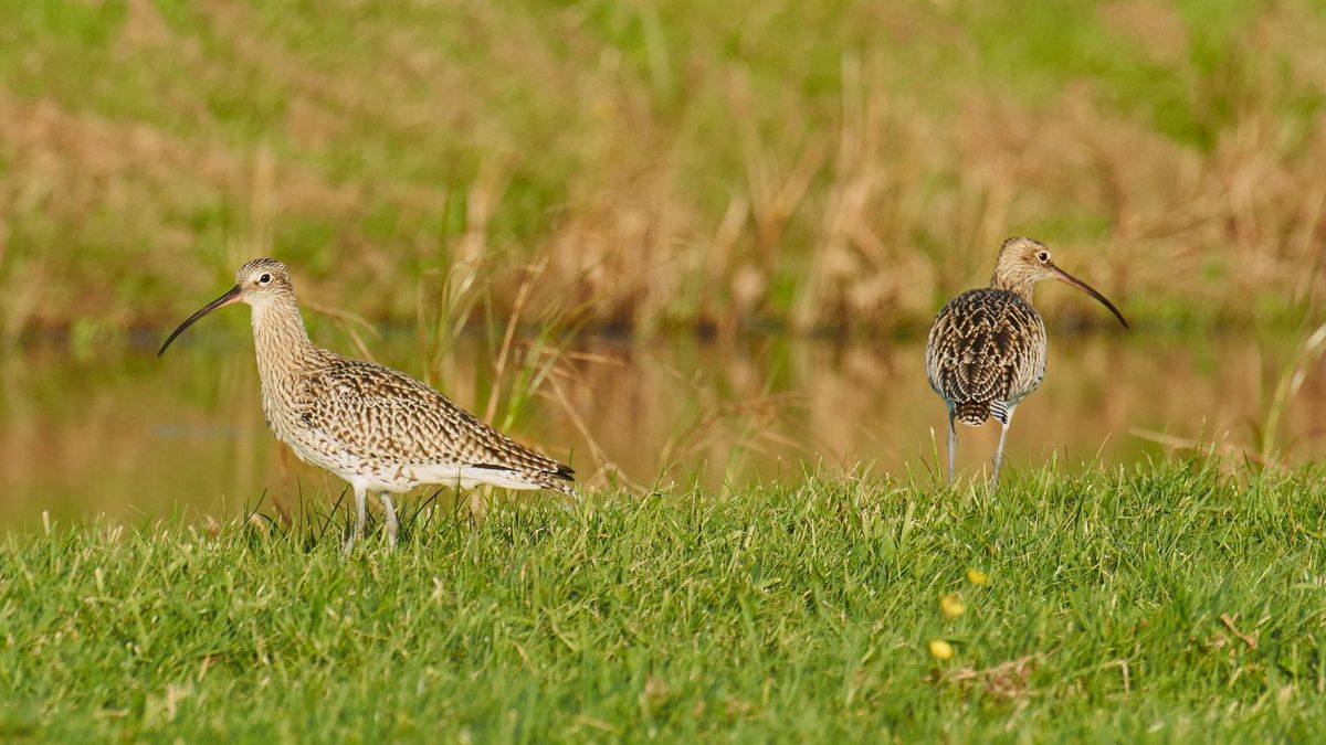 Boer uit Aldeboarn zoekt financiering voor uitbreiding vogeltjesland