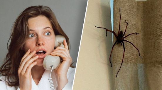 Foto: Spinnenseizoen begonnen: kan je ze tegenhouden?