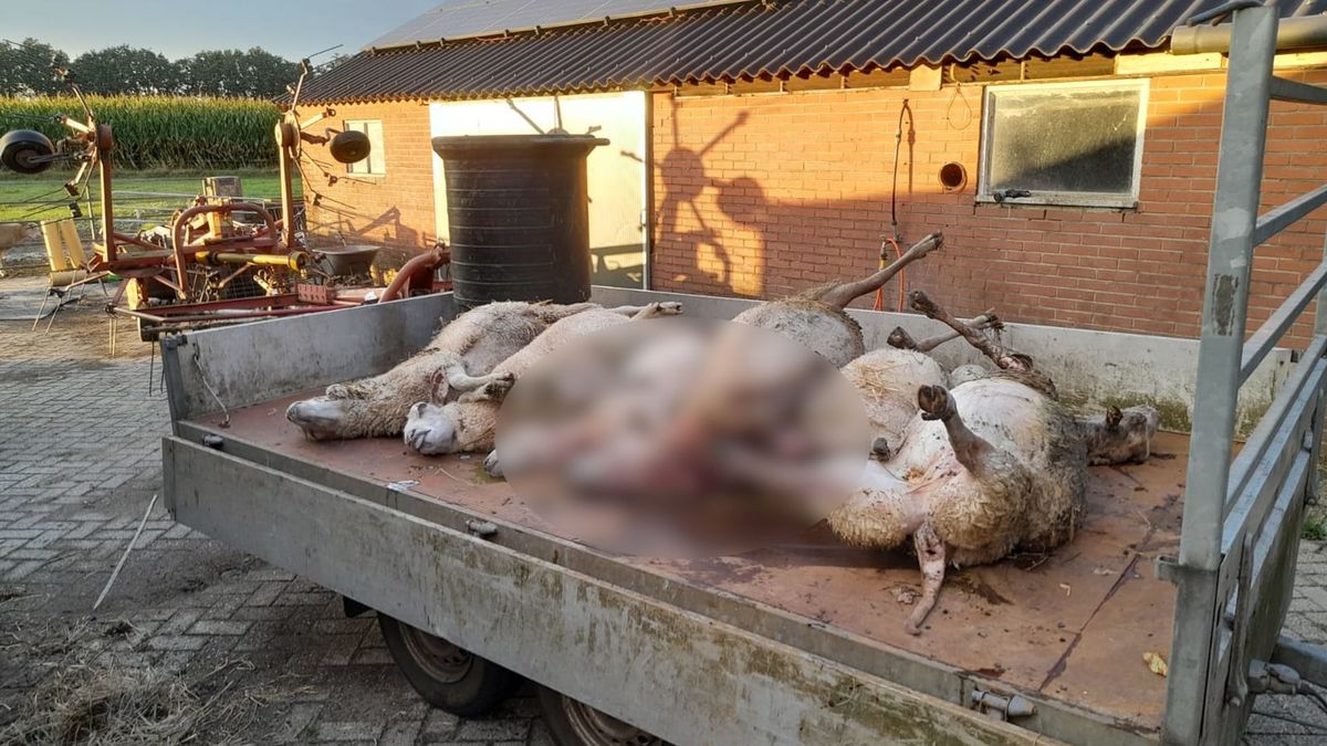 Niets is zeker maar wolf moet achter gedode schapen in Luttenberg zitten: 