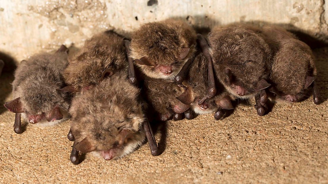 De vleermuizen in het Arnhemse Park Sonsbeek bereiden zich voor op de winterslaap. De vliegende zoogdiertjes eten hun buikjes nog zoveel mogelijk rond. Om insecten te vangen, maken vleermuizen geluiden die voor ons niet te horen zijn. Met een batdetector hoor je wel hoeveel lawaai vleermuizen eigenlijk maken.