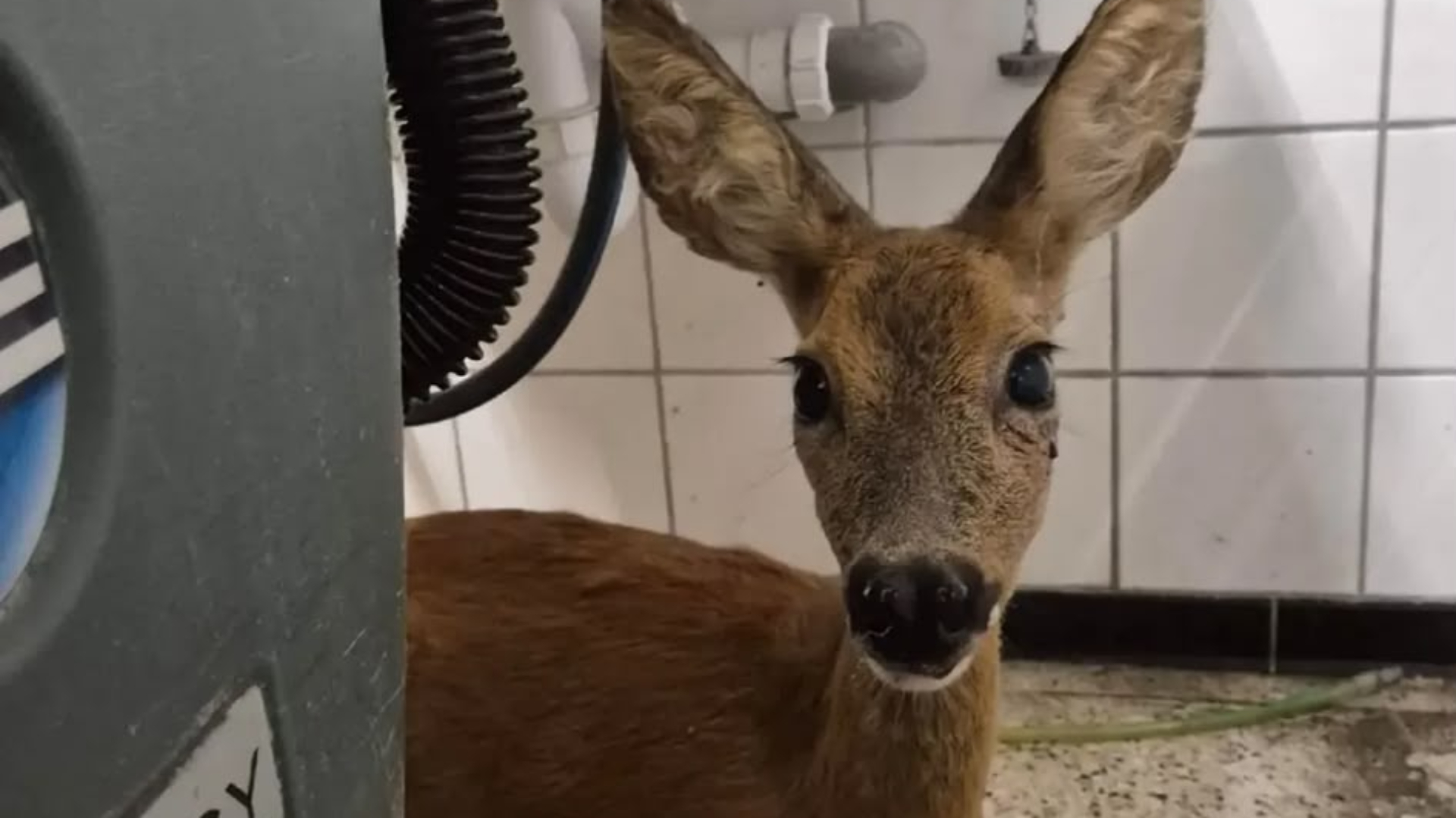 Doodsbang hertje loopt supermarkt binnen