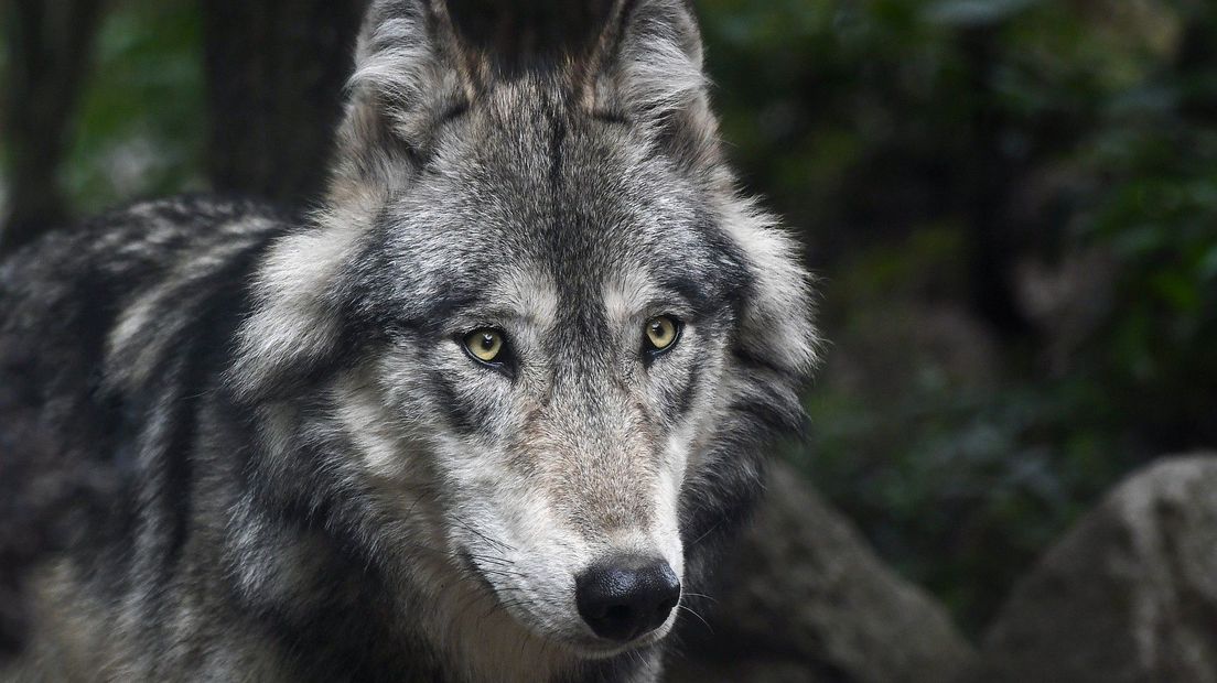 Wolf close-up