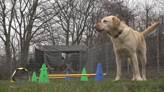 Niet-geregistreerde honden 'financieren' eigen speelvoorziening in Kampen Nieuws