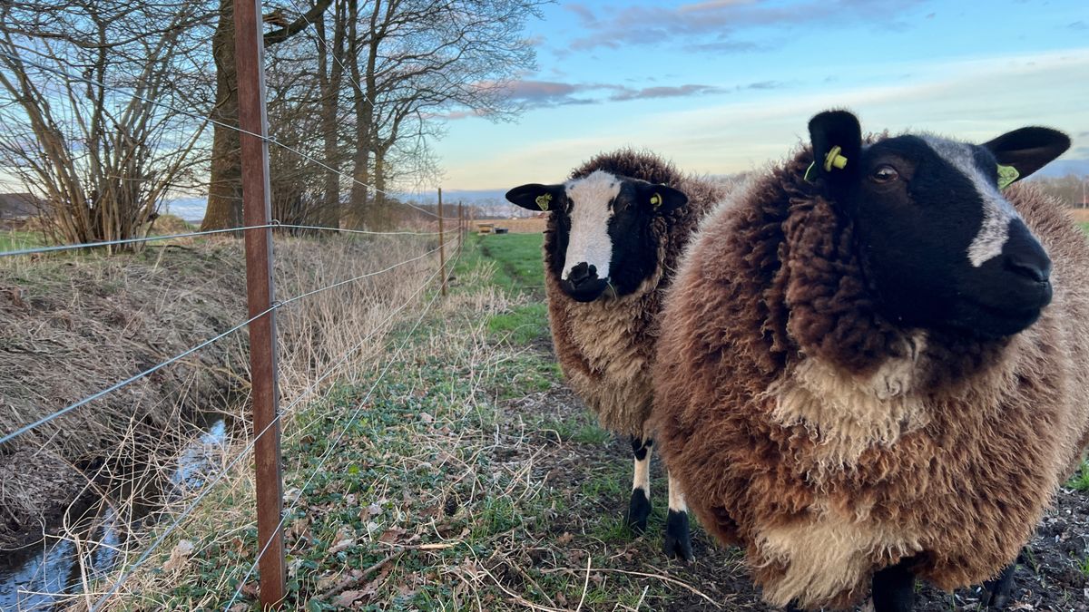 Schaap doodgebeten door waarschijnlijk een wolf binnen vast wolfwerend raster Dwingeloo