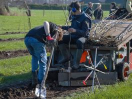 Koeien en graan op hetzelfde perceel als fruitbomen: agroforestry in Stoutenburg