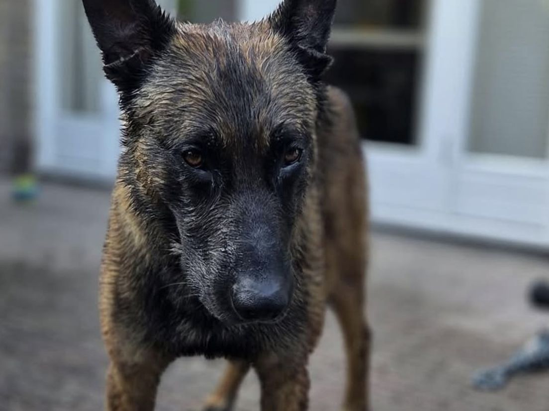 Politiehond Storm