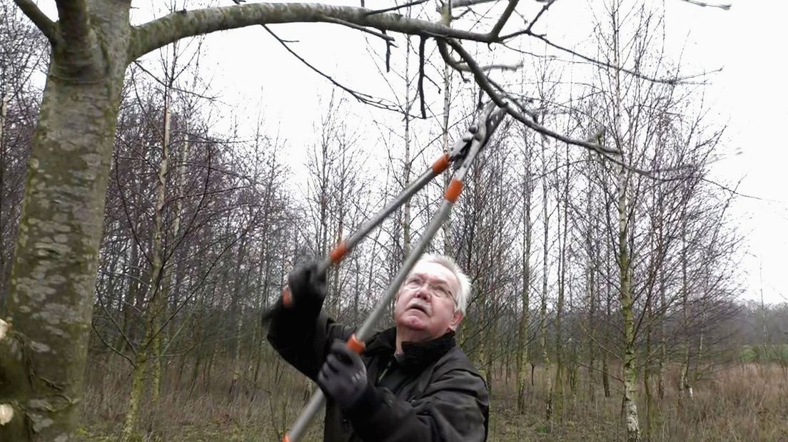 Gemeente Hoogeveen is op zoek naar vrijwilligers voor het Millenniumbos