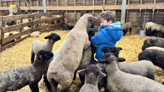 De lente komt eraan, tijd voor de lammetjes Home
