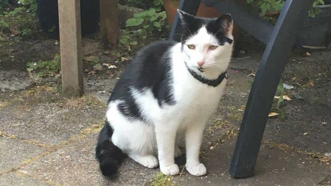Vermiste kat Caesar na vier jaar weer terecht: 'Hij zat twee kilometer van huis'