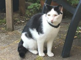 Vermiste kat Caesar na vier jaar weer terecht: 'Hij zat twee kilometer van huis'