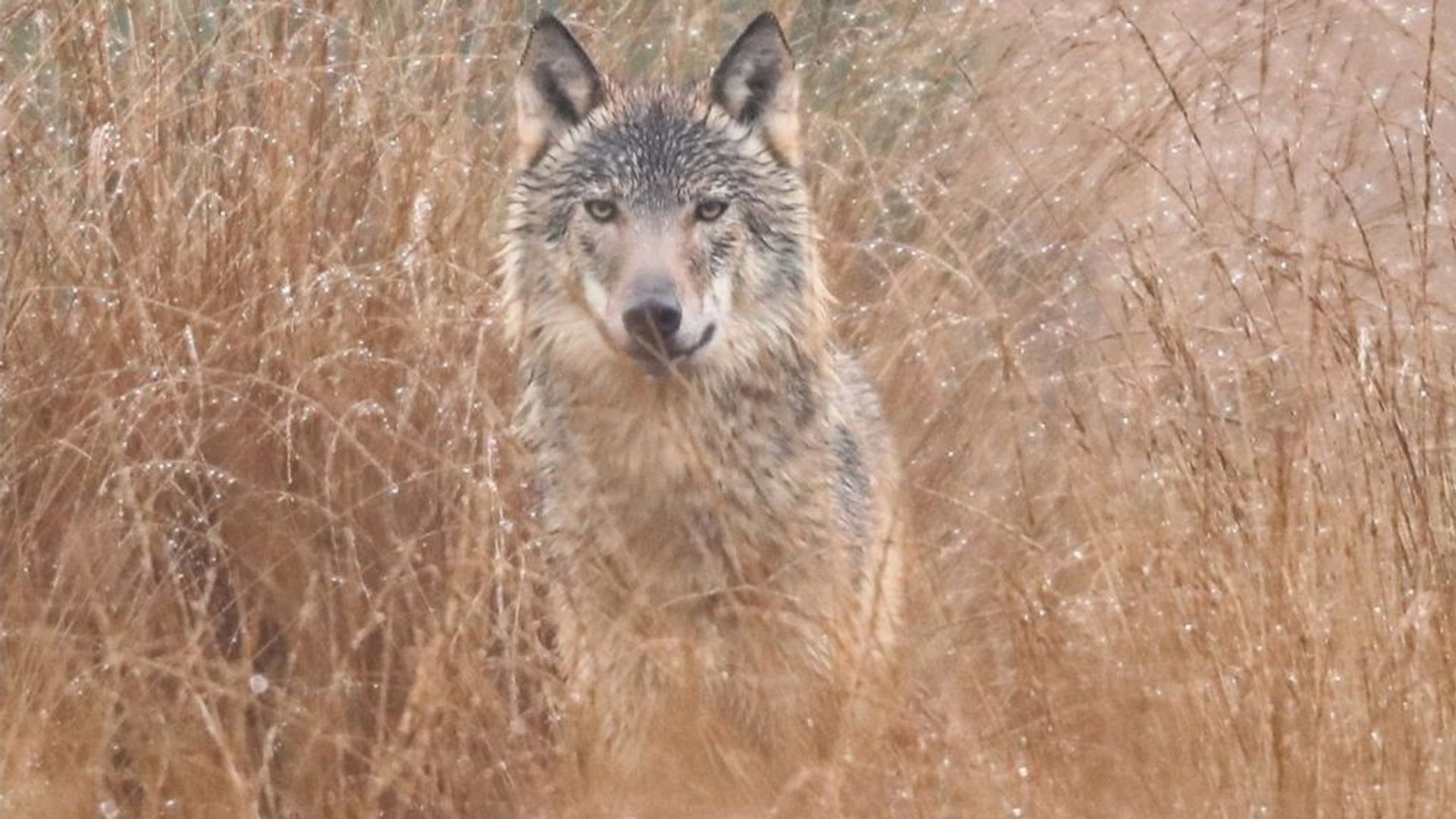 Gert-Jan Schoot Een Wolf: 'Ze Leek Te Zweven, Je Hoopt Een Keer Zo'n ...