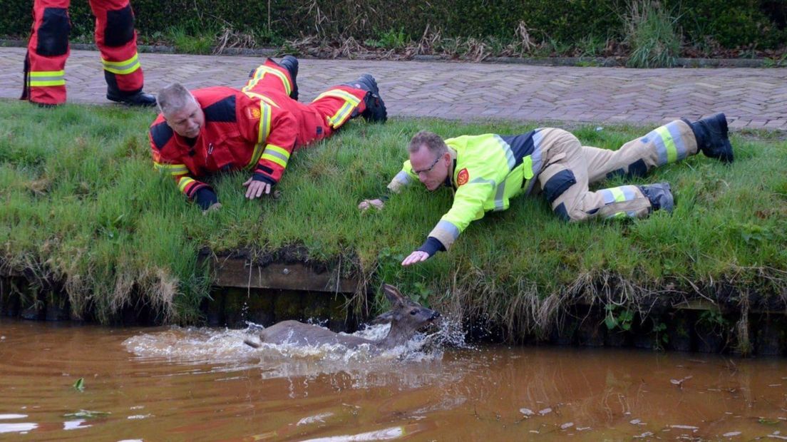 De ree wordt uit het water gehaald