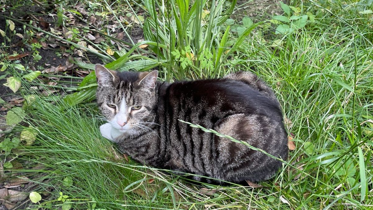 Lopend Vuur: Houd katten in het broedseizoen maar binnen