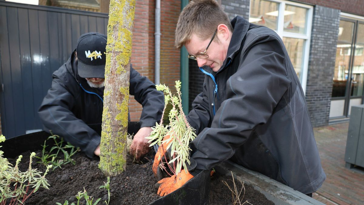 Dokkum krijgt 52 bomen voor Koningsdag: 