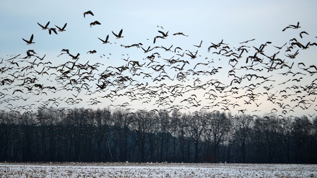 De Drentse Boermarken storen zich aan de 'overdreven bescherming' van onder meer ganzen (Rechten: Pixabay)