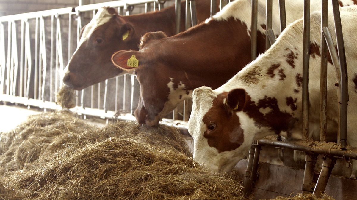 OM: Veehouder uit Wanneperveen verwaarloosde zijn runderen