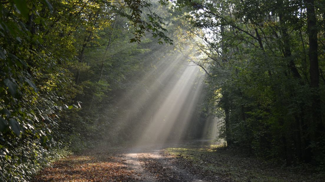 Zonneharpen in Axel