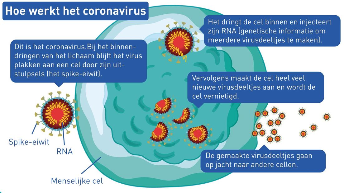 Hoe werkt het coronavirus?