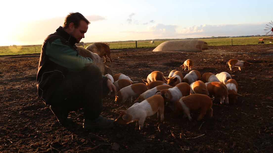 Boer Willem Hempen zoekt eikels voor zijn varkens (Rechten: Dylan de Lange/RTV Drenthe)