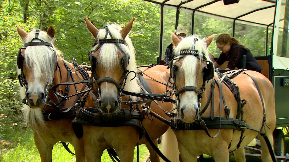 De paarden krijgen allemaal een nieuw thuis (Rechten: RTV Drenthe)