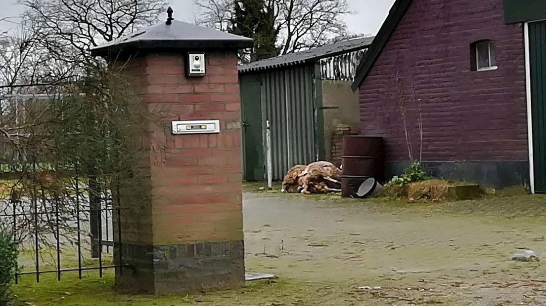 De dode schapen van Kleine Toereers.