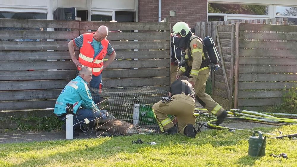 Hond overleden na woningbrand - Omroep Gelderland