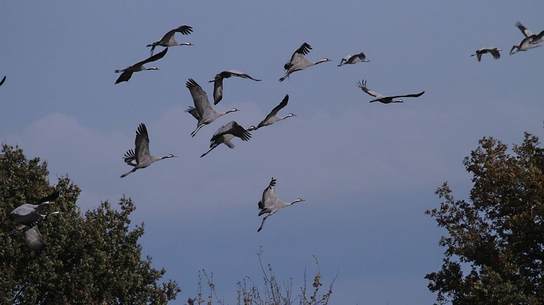 Opvliegende kraanvogels (Rechten: Saxifraga/Jan Nijendijk)