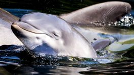 Dierenrechtenorganisatie wil verhuizing dolfijnen naar China opnieuw tegenhouden