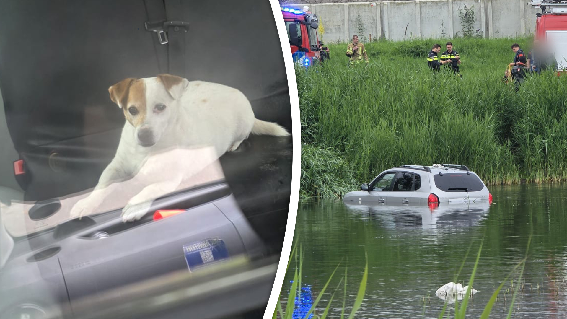 Deze hond belandde met auto en al in het water.