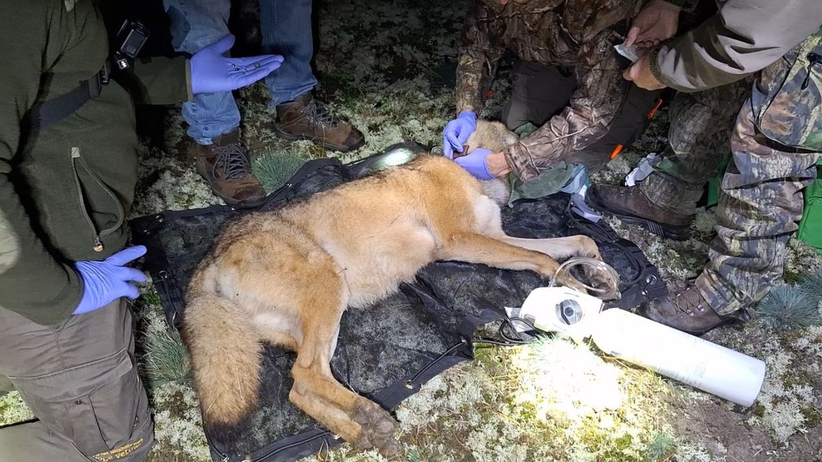 Wereldprimeur: wolf en prooidieren gezenderd in uniek onderzoek