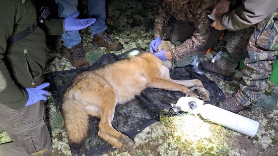 Wereldprimeur: wolf, prooidieren en mensen krijgen zender in uniek onderzoek
