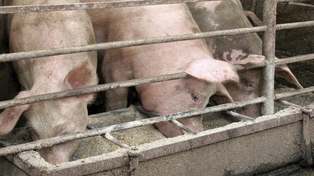 Straathof eigenaar afgebrande varkensstal