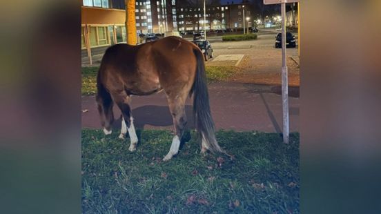 Twee paarden wandelen door wijk na ontsnapping van manege