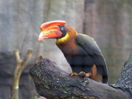 Zaak rosse neushoornvogels: minister mag exotische dieren Ouwehands Dierenpark in beslag nemen