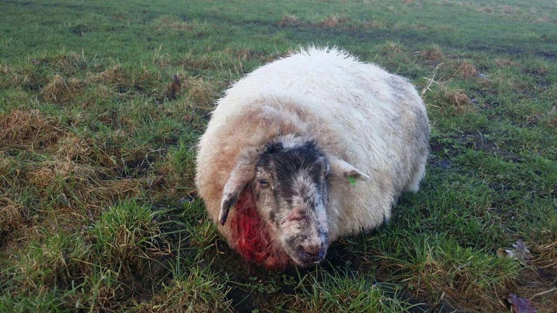 Een schaap werd in de hals gegrepen (Rechten: Frank van der Zwaag)