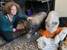 Chris Natuurlijk van 3 februari : Huisvarkens Paps en Mams vertrekken uit Rotterdam