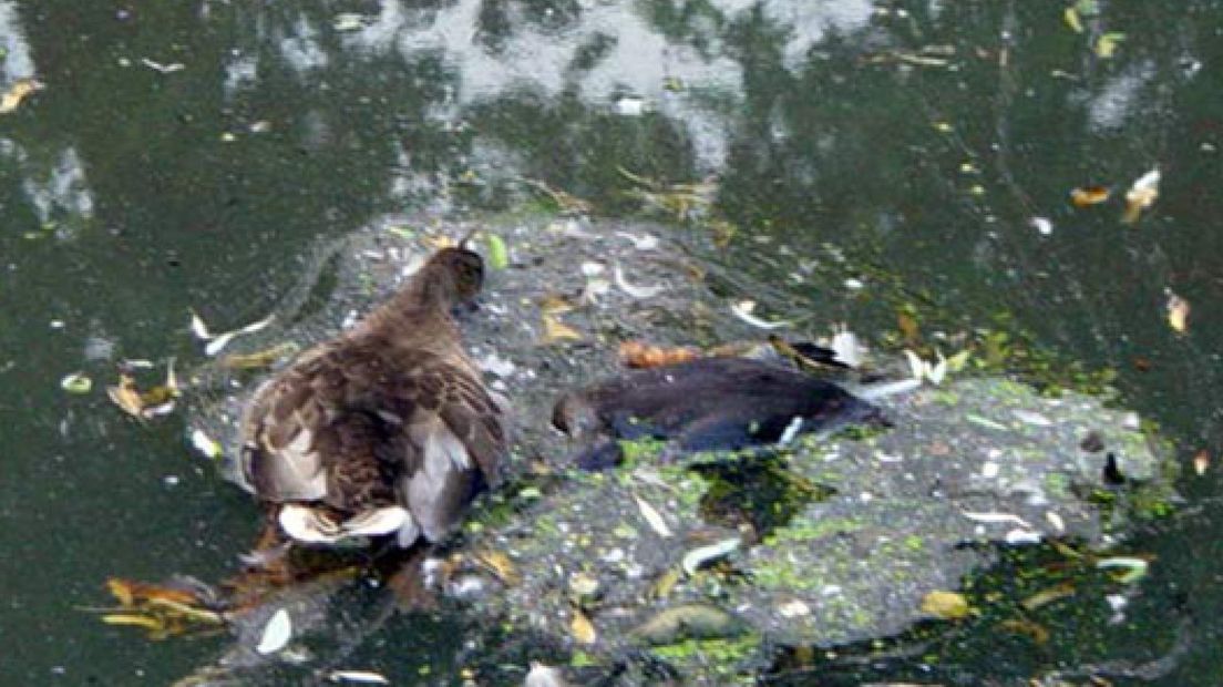 Botulisme in vijver Beuningen