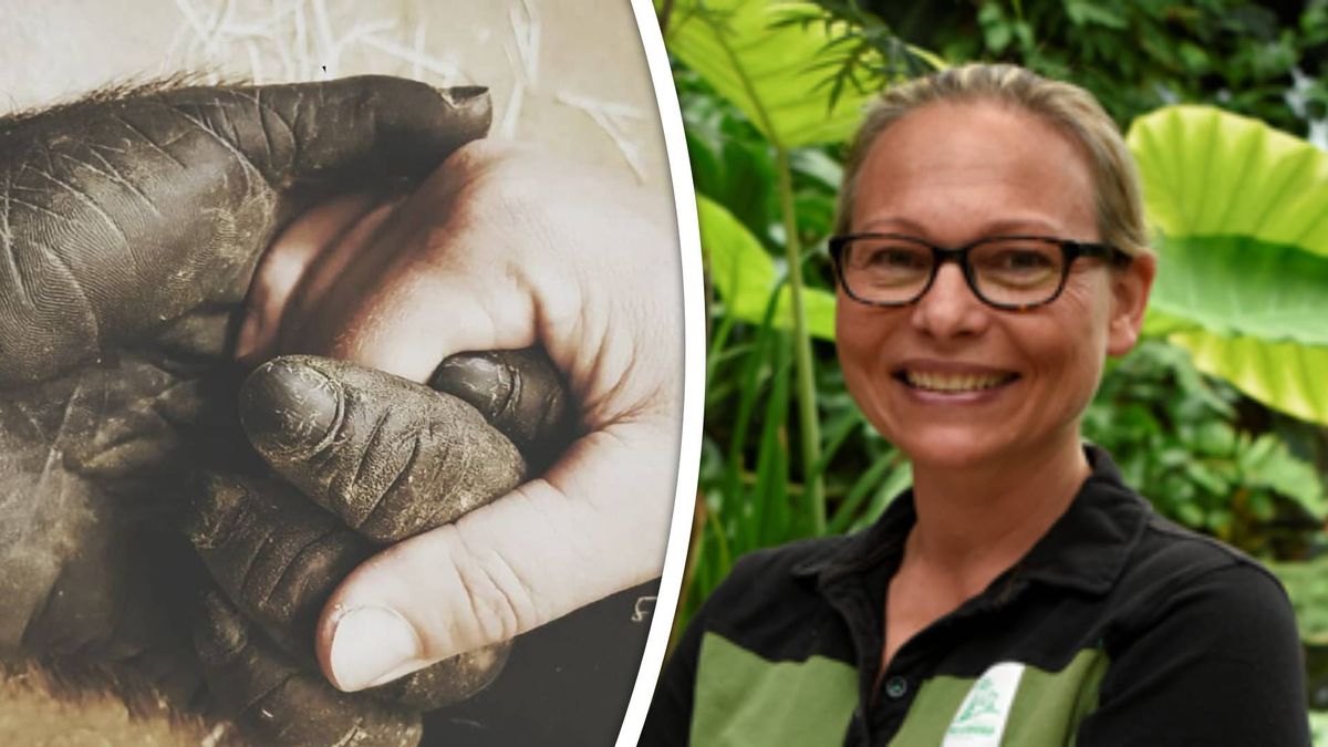 Sandra zorgde 26 jaar voor gorilla Bokito in Blijdorp: 'Ik raad iedereen aan om te vlooien'
