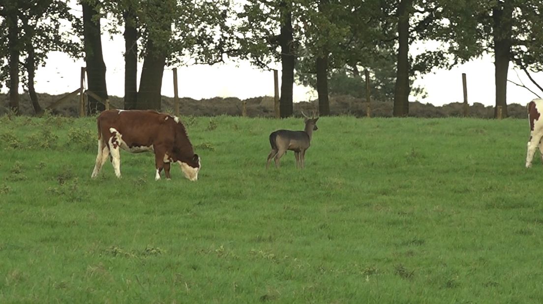 Hertje sluit zich aan bij koeien