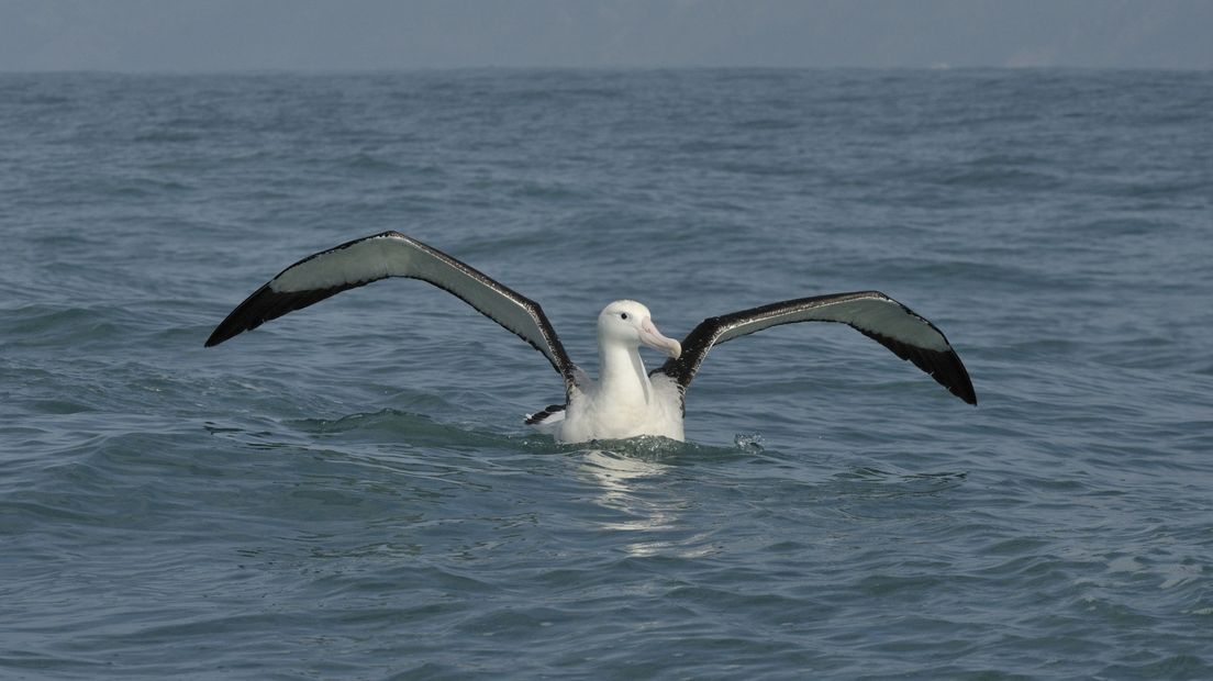 De albatros wiebelt met zijn vleugels tijdens de landing