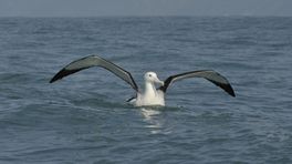 Albatros zorgt voor doorbraak in windenergie: 'We halen meer energie uit de wind'