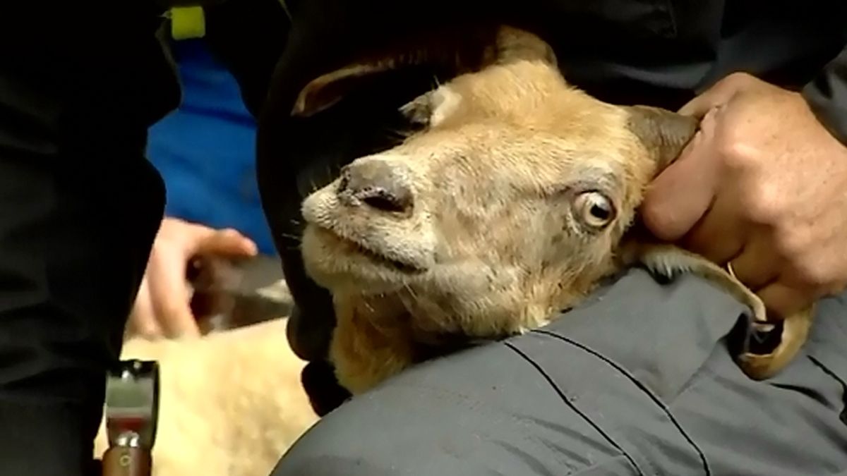 Bestuur schaapskudde Exloo stapt op na bedreigingen